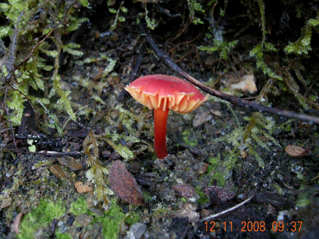 Hygrocybe  constrictospora?